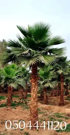 نخل واشنطني امريكي 1