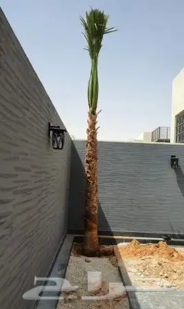 نخل واشنطني امريكي 15