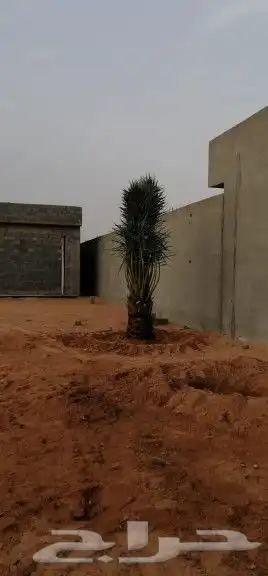 نخل مثمر فسايل ونقايل طيبه 2