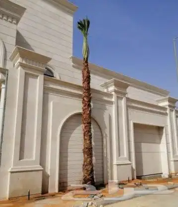 نخل واشنطني امريكي 10