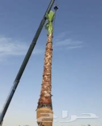 نخل واشنطني امريكي 13