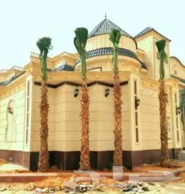 نخل واشنطني امريكي 9