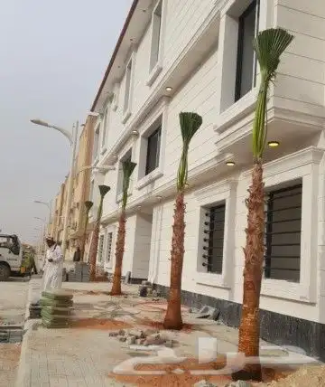 نخل واشنطني امريكي 18