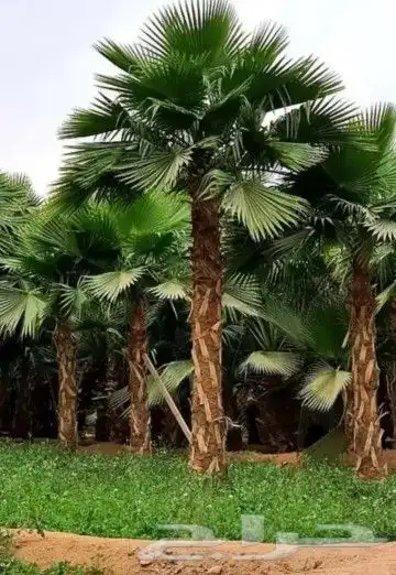 نخل واشنطني امريكي 2