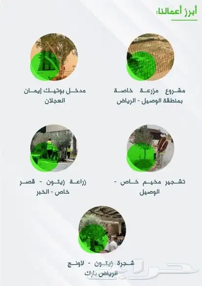 نخل مثمر فسايل ونقايل طيبه 7