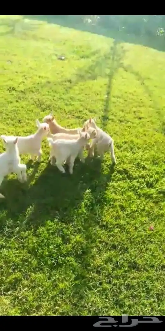 ماعز قزمي اعمار اسبوعين جاهزه لتربيه في المنزل 2