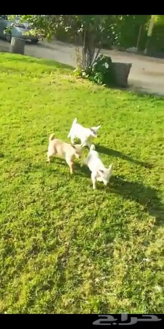 ماعز قزمي اعمار اسبوعين جاهزه لتربيه في المنزل 1