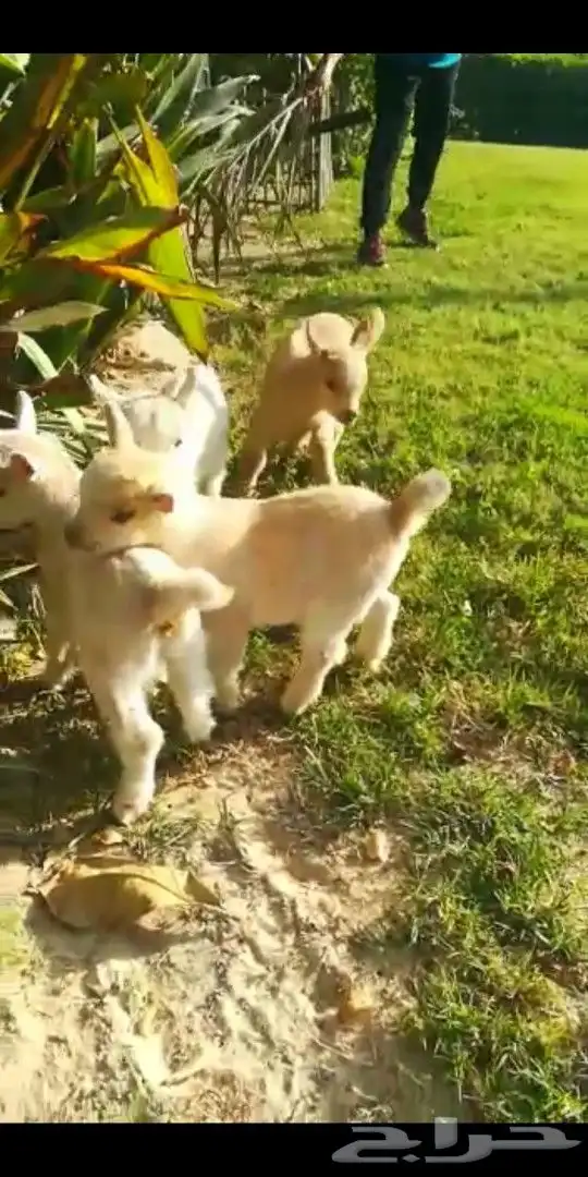 ماعز قزمي اعمار اسبوعين جاهزه لتربيه في المنزل 3