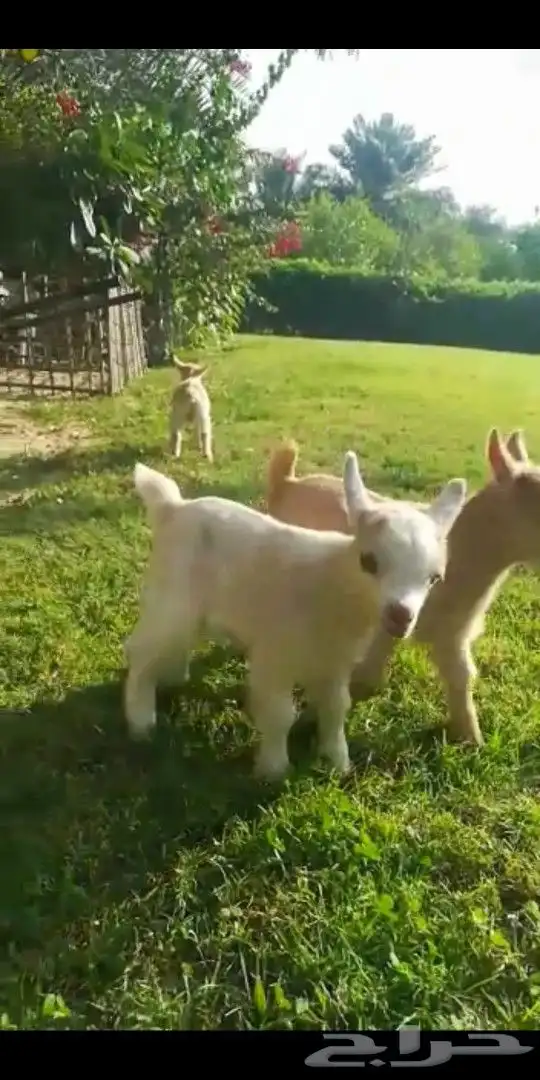 ماعز قزمي اعمار اسبوعين جاهزه لتربيه في المنزل 0