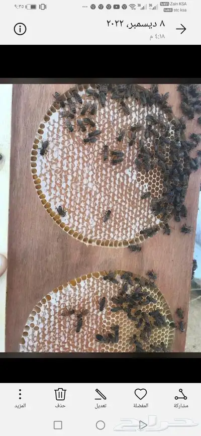 ابو فيصل لبيع العسل لسنا الوحيدون ولكنا الأفض 16
