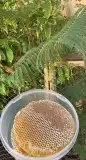 ابو فيصل لبيع العسل لسنا الوحيدون ولكنا الأفض 3