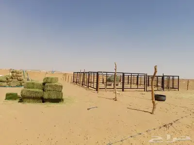 شبوك أبل حواض رودس حواض برسيم شبوك غنم تجهزي 19