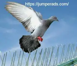 شركة تركيب شبك طارد الحمام جوال 0503435121 0