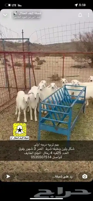 شبوك أبل حواض رودس حواض برسيم شبوك غنم تجهزي 32