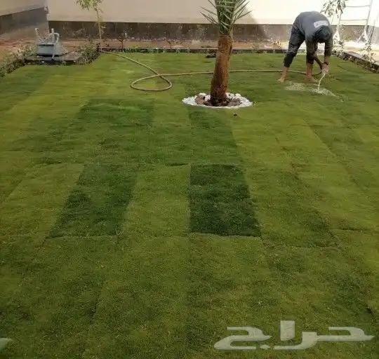 تنسيق حدائق القصيم 4