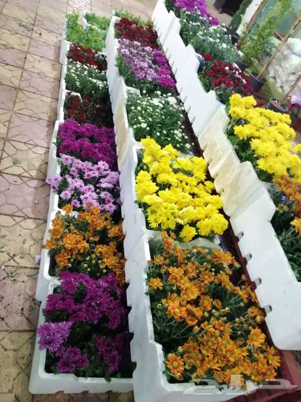 تنسيق حدائق القصيم 7