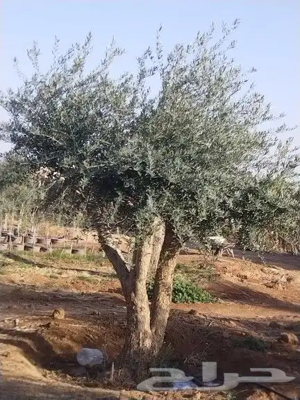 للبيع أشجار زيتون 18