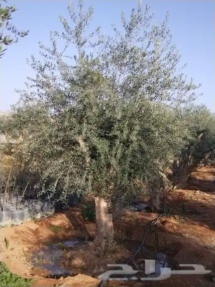 للبيع أشجار زيتون 9