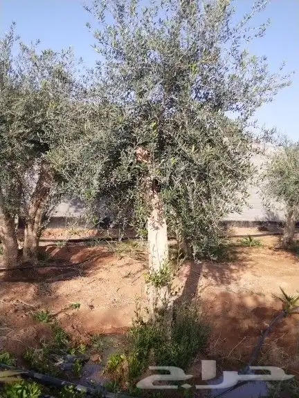 للبيع أشجار زيتون 6