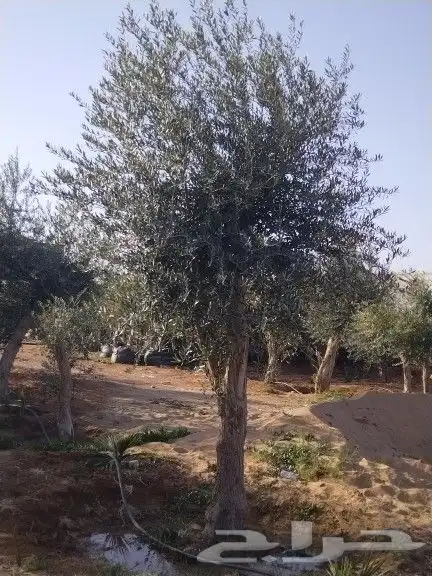 للبيع أشجار زيتون 10