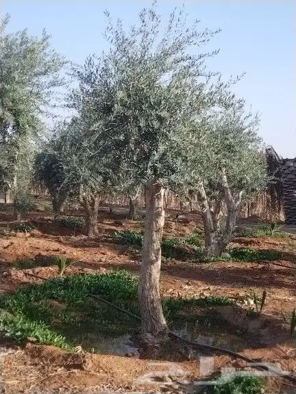 للبيع أشجار زيتون 17