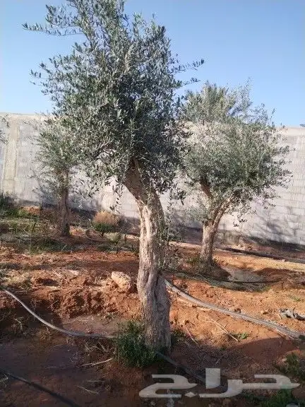 للبيع أشجار زيتون 7