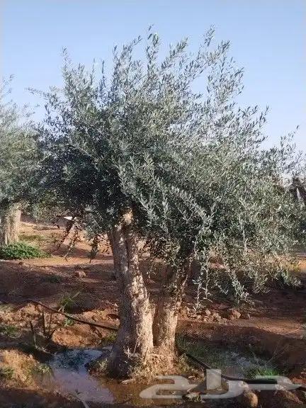للبيع أشجار زيتون 15