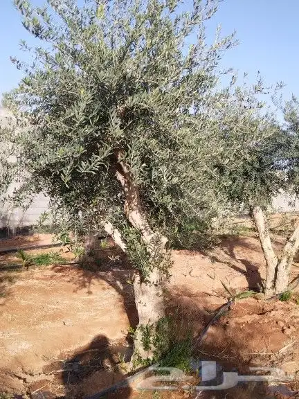للبيع أشجار زيتون 8