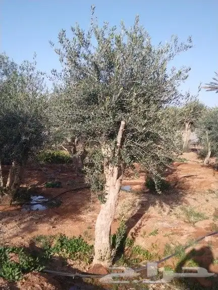 للبيع أشجار زيتون 12