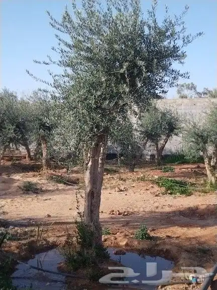 للبيع أشجار زيتون 14