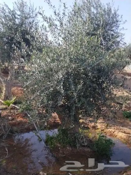 للبيع أشجار زيتون 13