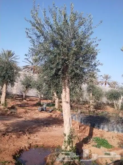 للبيع أشجار زيتون 11