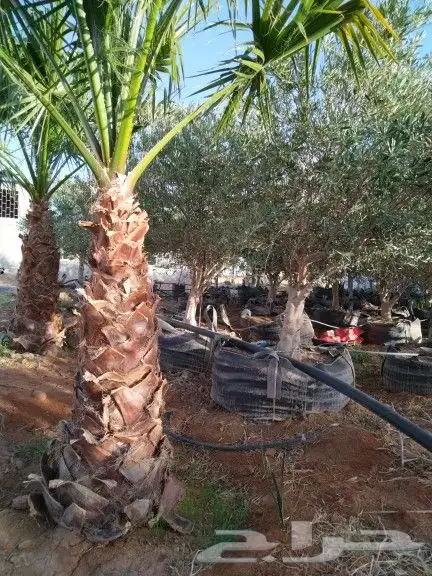 للبيع أشجار زيتون 2