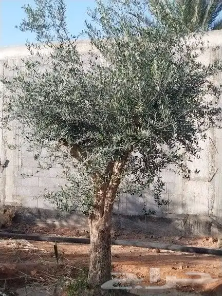 للبيع أشجار زيتون 5