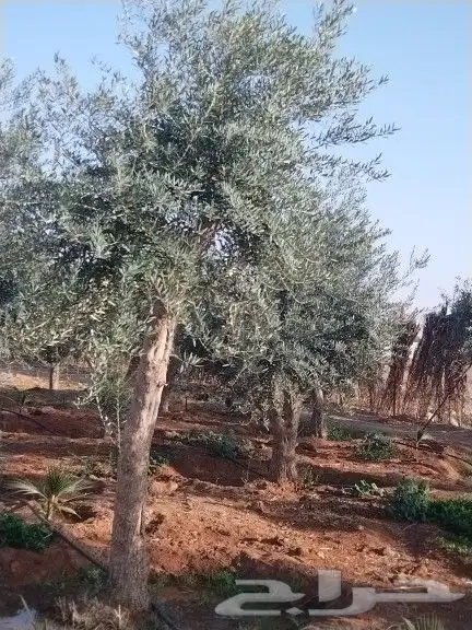 للبيع أشجار زيتون 16