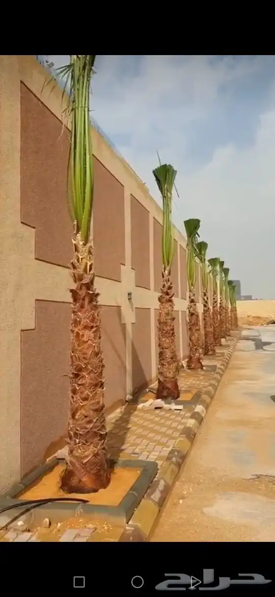 نخل للبيع مثمر وزينه (واشنطني) 3