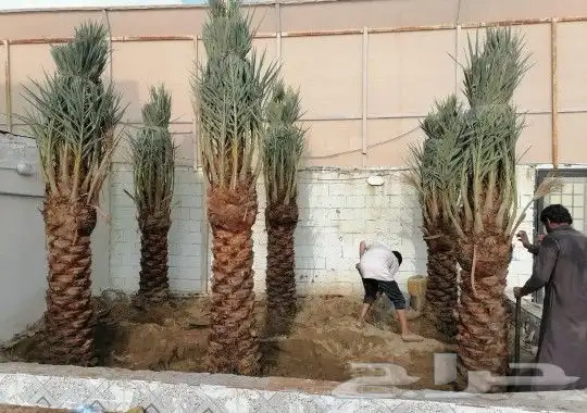 نخل للبيع مثمر وزينه (واشنطني) 2