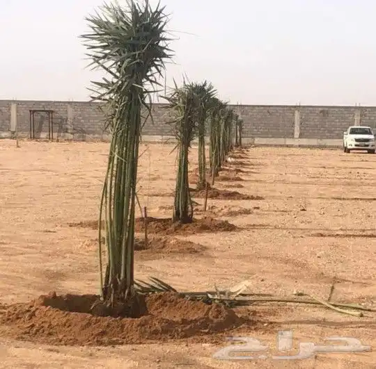 نخل للبيع مثمر وزينه (واشنطني) 4