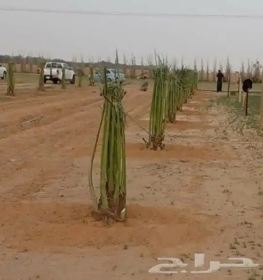 نخل للبيع مثمر وزينه (واشنطني) 1