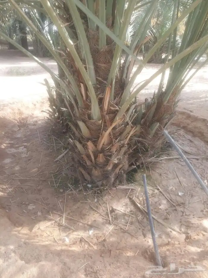 فسائل نخيل يوجد لدينا نقايل خلاص ملكي باسعارمناسبه جدا 1