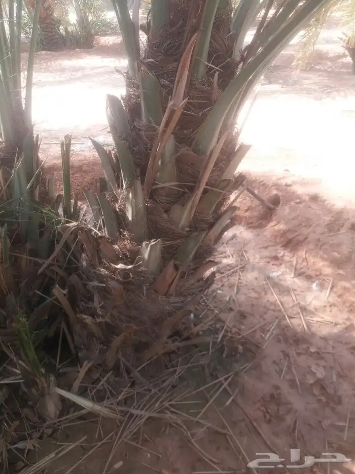 فسائل نخيل يوجد لدينا نقايل خلاص ملكي باسعارمناسبه جدا 3