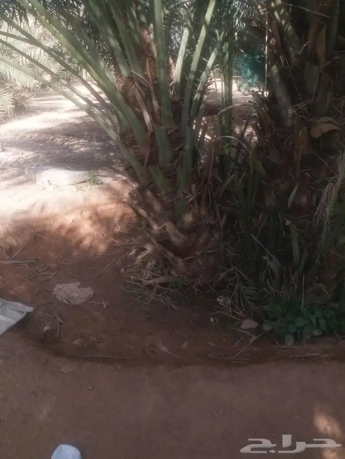 فسائل نخيل يوجد لدينا نقايل خلاص ملكي باسعارمناسبه جدا 2