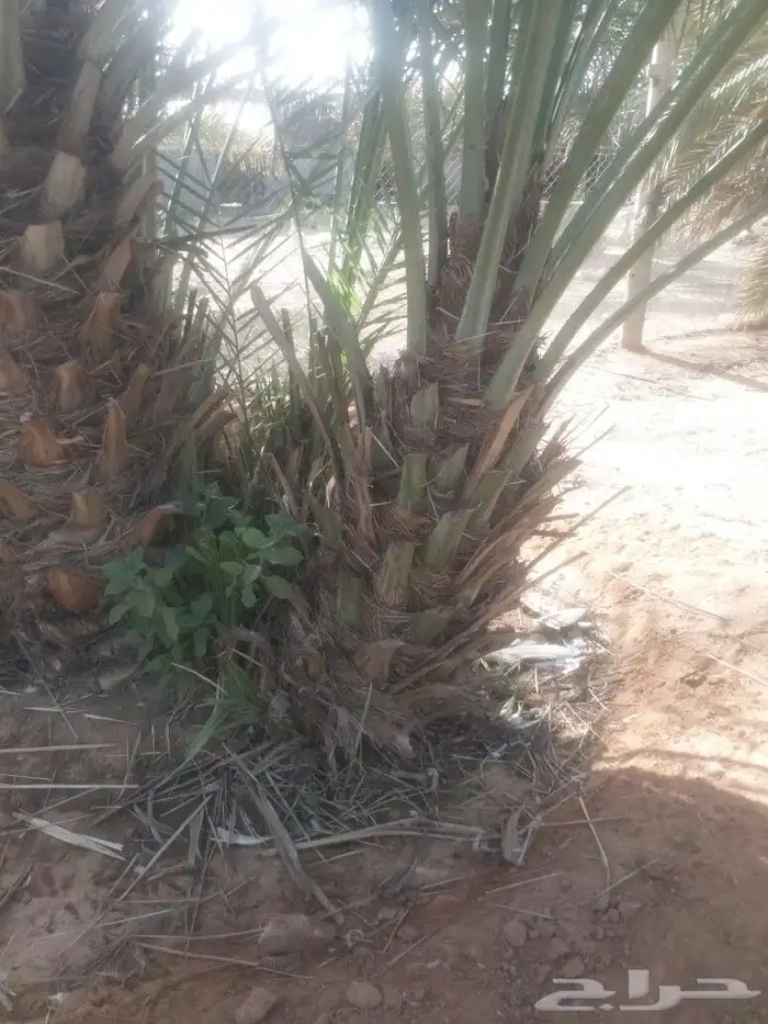 فسائل نخيل يوجد لدينا نقايل خلاص ملكي باسعارمناسبه جدا 4