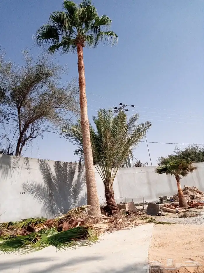 تكريب الواشنطن 2