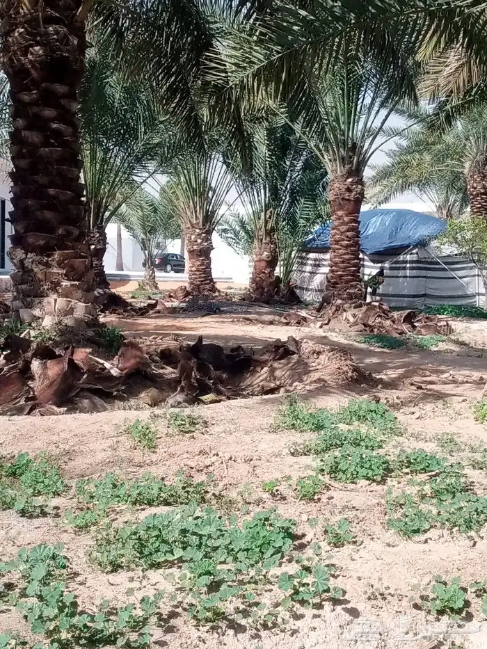 تكريب الواشنطن 4