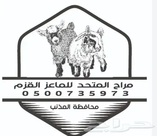 جفرتين ماعز قزمي 1