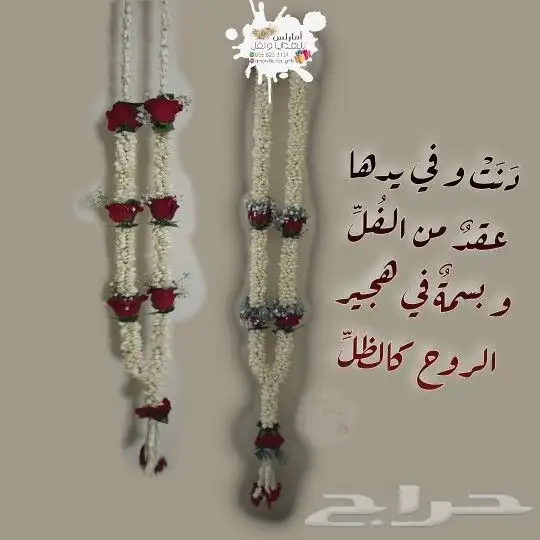 فل هندي وفل بلدي 4