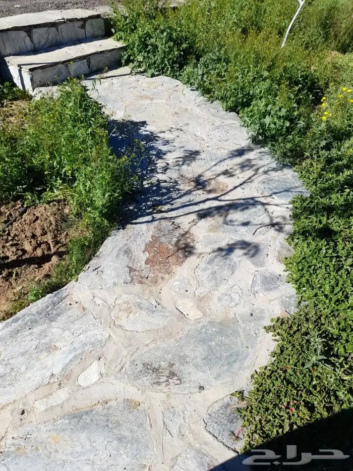 تنومه بلحمر النماص ابهاء سبت العلايه بني عمرو 1