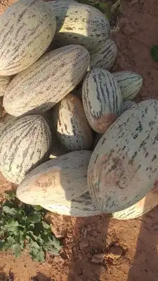 بذر شمام ايراني. روسي. اصفر 1