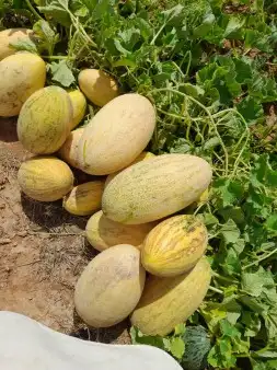 بذر شمام ايراني. روسي. اصفر 3